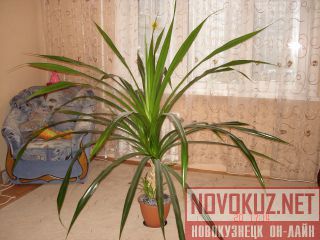   Ananas Comosus 