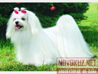    (Maltese) 