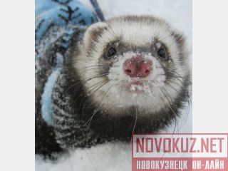  !!! 