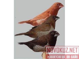  (,)  