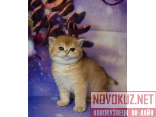 ���������� ������ ������ ������� ��������. ������. �����������