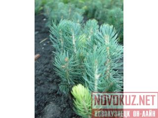 ������, ������� ������� �������� �� ��������� �����������